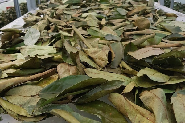 Soursop Leaves - Nông Sản U&B - Công ty TNHH Xuất Nhập Khẩu Nông Sản U&B